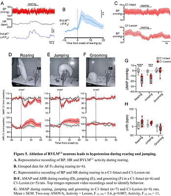 Control of Blood Pressure Variability Across Behavioral States by Brainstem Adrenergic Neurons
