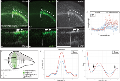 Loss of class 3 PI3K complex leads to retention of Wg at the apical membrane in polarized tissue