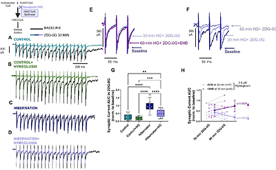 Brain-derived ketone bodies can replace glucose to power neural function