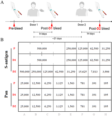 The magnitude of the secondary B cell response is primarily defined by antibody feedback inhibition rather than the number of memory B cells present