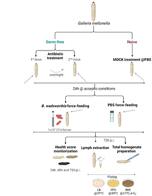 Virulence studies of the human gut pathobiont Bilophila wadsworthia using Galleria mellonella as model host