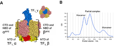 Functional and Structural Characterization of F1-ATPase with common ancestral core domains in stator ring
