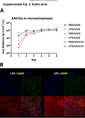 Induced Proteinuria Enhances Adeno-Associated Virus Transduction of Renal Tubule Epithelial Cells After Intravenous Administration