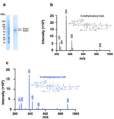 Cryo-EM structures of mycobacterial MCC reveal carrier-domain translocation between catalytic sites