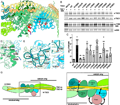 Molecular basis of TSC complex GAP activity
