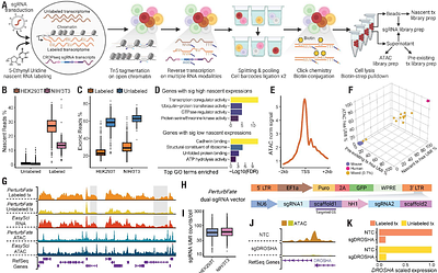 Uncovering Convergent Cell State Dynamics Across Divergent Genetic Perturbations Through Single-Cell High-Content CRISPR Screening