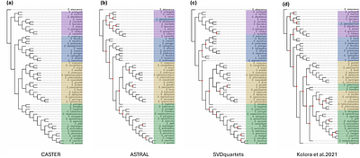 Linking genotype to longevity under genealogical discordance in Sebastes rockfishes