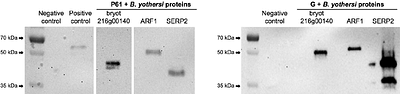 Cilevirus and dichorhavirus glycoproteins target overlapping host proteins in the Brevipalpus yothersi vector