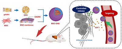 Mesenchymal Stem Cell Membrane Coating of Gelatin Nanospheres with Drug Release Ability for Inflammatory Tissue Targeting