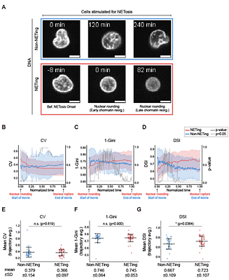 Benchmarking three simple DNA staining-based image metrics for live-cell tracking of chromatin organization