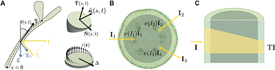 Nonlinear distributed sensing of light patterns leads to perceptual distortions in plants