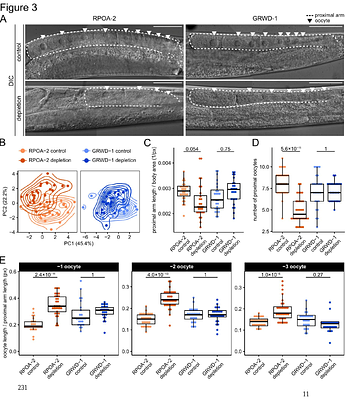 RNA Pol I activity maintains chromatin condensation and the H3K4me3 gradient essential for oogenesis, independent of ribosome production