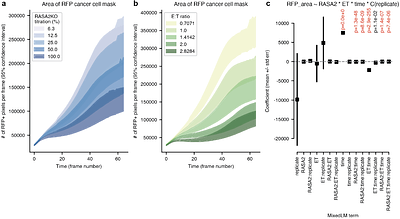 Live-cell analyses with unsegmented images to study cancer cell response to modified T cell therapy