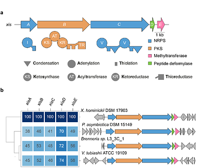Identification and biosynthesis of xildivaline, a novel and widespread peptide deformylase inhibitor from Gammaproteobacteria