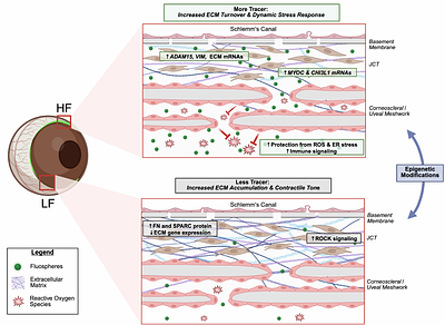 Transcriptomic Profiling of High vs. Low Flow Regions of Mouse and Human Trabecular Meshwork