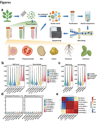 MF-PENS: An Efficient and Versatile Nuclear Extraction Method for Plant Single-Cell Sequencing