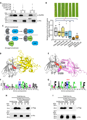 Multipartite coevolution shapes plant apoplastic immunity against rice blast fungus