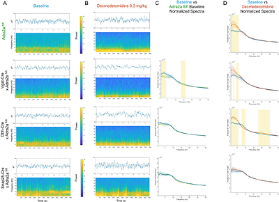 A Novel Conditional Adra2a-Knockout Mouse Line Reveals Cell-specific Contributions to Specific Dimensions of Sedation