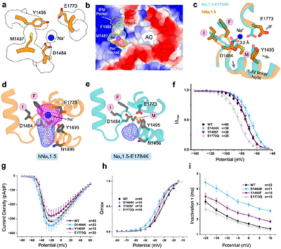 Structural and Functional Mechanisms Underlying Activation Gate Dynamics and IFM Motif Accessibility in Human Nav1.5