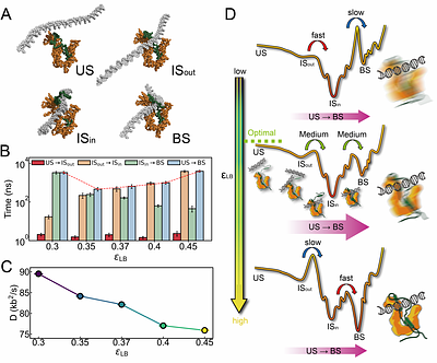 DNA Actively Regulates the "Safety-Belt" Dynamics of Condensin during Loop Extrusion
