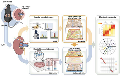 Spatial metabolomics reveals persistent localized niche-specific metabolic failure in kidneys following ischemia-reperfusion injury