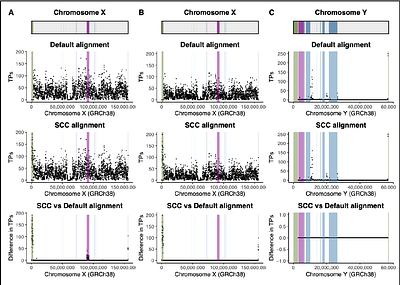 Best practices for improving alignment and variant calling on human sex chromosomes