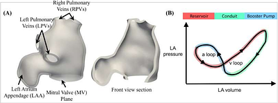 Personalized Multiscale Modeling of Left Atrial Mechanics and Blood Flow