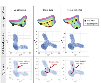 Finding signatures of low-dimensional geometric landscapes in high-dimensional cell fate transitions