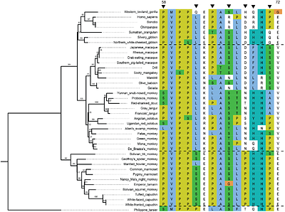 Genetic comparisons of interleukin-17 reveal a framework for complex signaling evolution