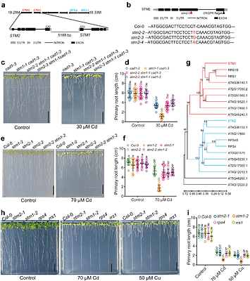 Transition metal-triggered immunity via an Arabidopsis NLR pair