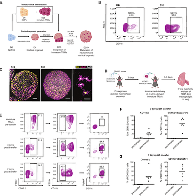 Modeling tissue-resident macrophage development from mouse pluripotent stem cells