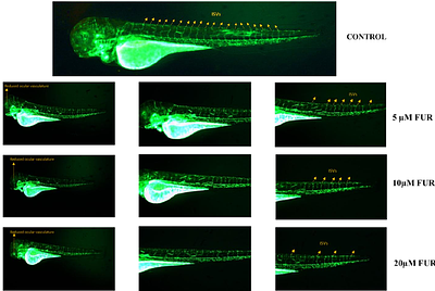 Mechanistic Insights into 2-5(H)-Furanone-Mediated Inhibition of Angiogenesis Using HUVECs and Zebrafish Models