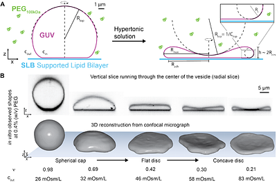 Dynamic Shape Modulation of Deflated and Adhered Lipid Vesicles