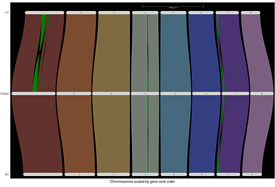Evolution of recombination suppression and sex determination on Y chromosomes of the plant genus Mercurialis