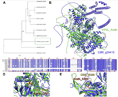 Inositol phosphates, pyrophosphates and the genes involved in their turnover in the streptophyte green alga Chara braunii