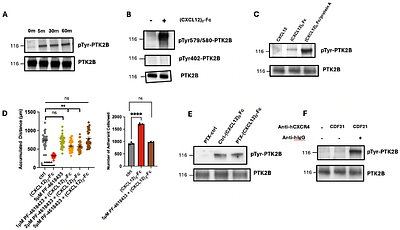 Crosslinked CXCR4 Signals Decreased Motility and Increased Adhesion of T Cells