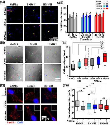 Glycocalyx-Directed Enzymatic Hydrogels Unlocks Fibroblast Regeneration to Promote Diabetic Wound Healing