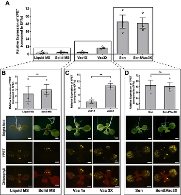 Vacuum and sonication treatment enables efficient transient gene expression in various monocot and eudicot plant seedlings