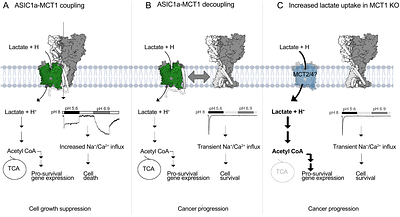 Coupling between acid-sensing ion channel 1a and the monocarboxylate transporter family shapes cellular pH response