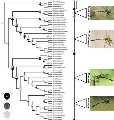 Systematics, diversification, and biogeography of Macromiidae (Odonata: Anisoptera)