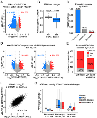 Dissecting FOXA1 pioneering function by acute pharmacological degradation