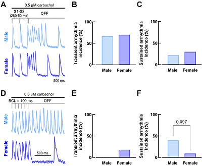 Sex-specific electrophysiology and cholinergic responses underlie differential mechanisms of arrhythmia vulnerability in rabbit atria