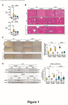 The hepatocyte Epidermal Growth Factor Receptor (EGFR) pathway regulates the cellular interactome within the liver fibrotic niche
