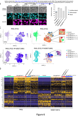 Netrin-1 Acts as a Guardian of Naive Pluripotency in Human Embryonic Stem Cells