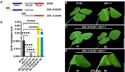 Control of leaflet movement pattern by a novel PP2C phosphatase DLM1 in Medicago truncatula