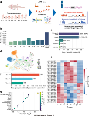 Axolotl regeneration reveals a dormant cis-regulatory grammar conserved across vertebrate genomes