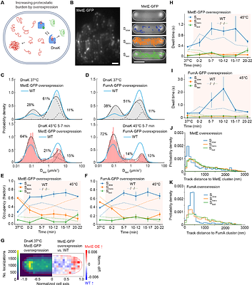 Bacterial Hsp70 DnaK transiently samples the proteome to rapidly capture stress-induced misfolding