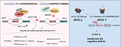 HnRNPAB-targeted antisense oligonucleotides ameliorate tau pathology and cognitive deficits by modulating Alzheimers disease-associated alternative splicing