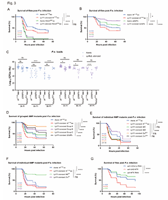 Microbiota-induced fatty acid synthesis facilitates intestinal infection and immune-mediated damage in Drosophila