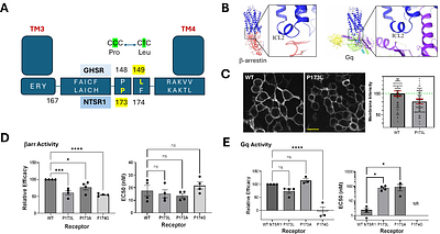 Hidden Bias: GPCR Polymorphisms and the Genomic Landscape of β- Arrestin Signaling